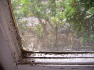 window frame with black mould